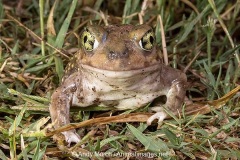 Couch's Spadefoot Toad 013