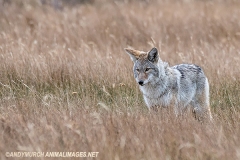 Coyote 002