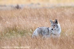 Coyote 004