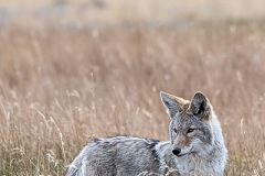 Coyote 005