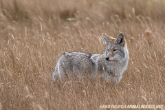 Coyote 010