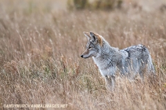 Coyote 015