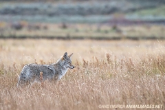 Coyote 016
