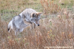Coyote 018