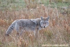 Coyote 026