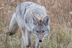 Coyote 027