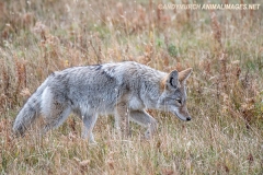 Coyote 033