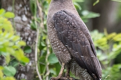 Crested Serpent Eagle 002