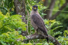 Crested Serpent Eagle 003