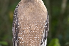 Crested Serpent Eagle 005