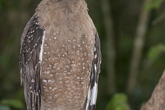 Crested Serpent Eagle 007