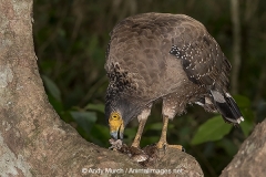 Crested Serpent Eagle 011