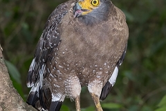 Crested Serpent Eagle 017