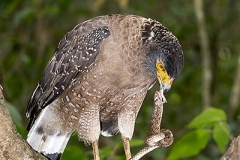 Crested Serpent Eagle 018