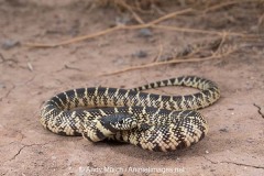 Desert Kingsnake 001