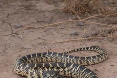 Desert Kingsnake 003