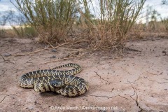 Desert Kingsnake 005