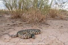 Desert Kingsnake 006
