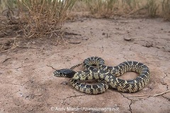 Desert Kingsnake 009