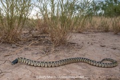 Desert Kingsnake 011