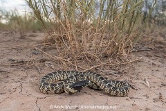 Desert Kingsnake 013