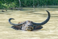 Domestic Asian Water Buffalo 001