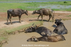 Domestic Asian Water Buffalo 031