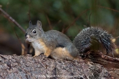 Douglas Squirrel 002
