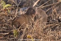 Dwarf Mongoose 003