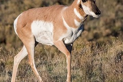 American Pronghorn