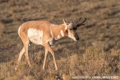 American Pronghorn