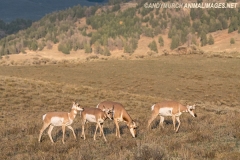 American Pronghorn