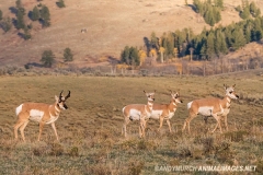 American Pronghorn