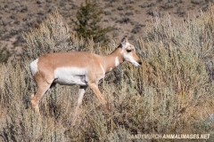 American Pronghorn