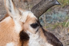 American Pronghorn