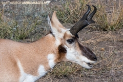 American Pronghorn