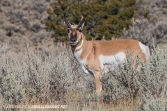 American Pronghorn