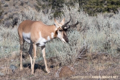 American Pronghorn