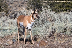 American Pronghorn