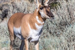 American Pronghorn