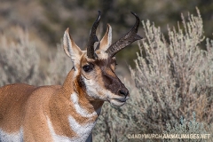 American Pronghorn