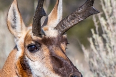 American Pronghorn