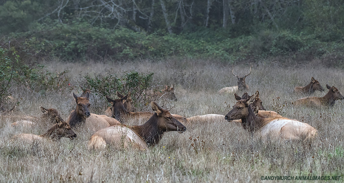 Roosevelt Elk in Redwoods National Park