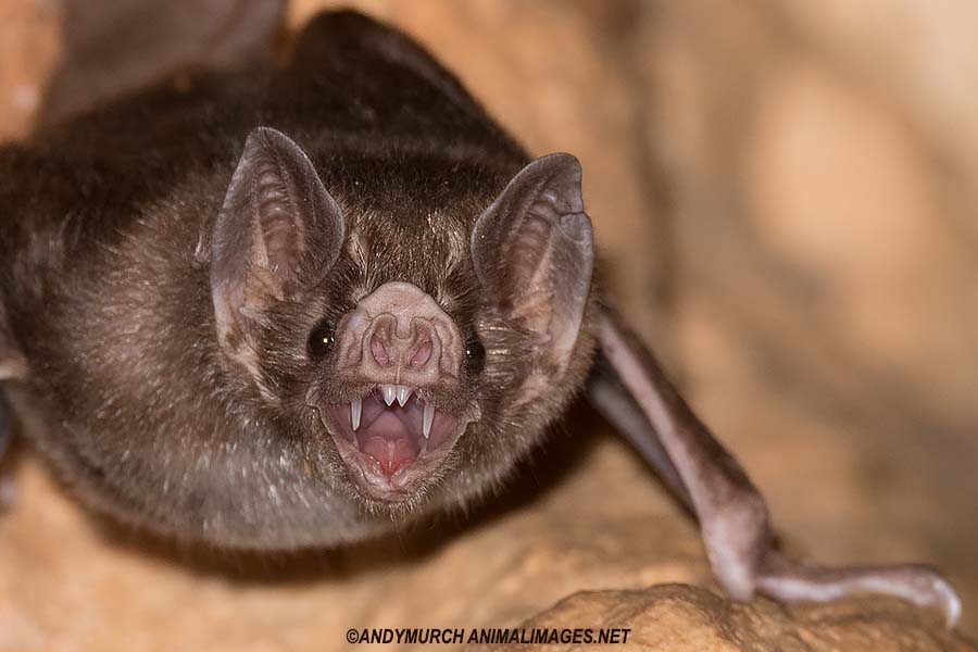 Common Vampire Bat