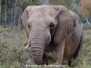 African Bush Elephant