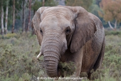 African Bush Elephant 010