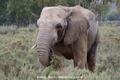 African Bush Elephant 013