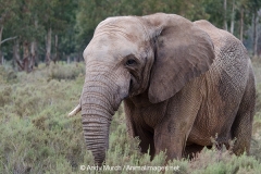 African Bush Elephant 014