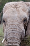 African Bush Elephant 015