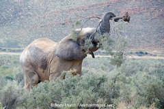 African Bush Elephant 017